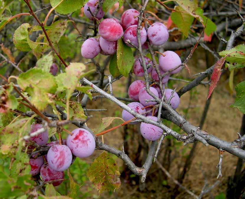 Species Spotlight American Plum Three Rivers Park District